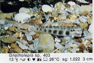 Gnatholepis sp